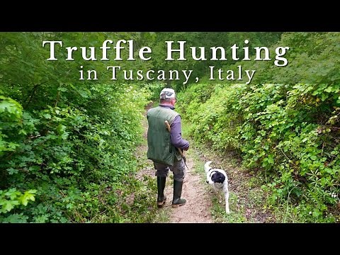 Truffle Hunting in Tuscany