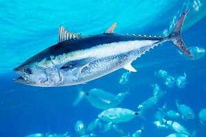 Sea Monsters! The 10 Biggest Trophy Fish Ever Caught in Florida (3 are More than 1,000 lbs.!)