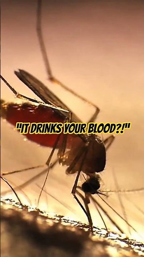 Mosquito bites are scarier than you think… 🦟😨 #creepyfacts #horrorstories #mosquito #dengue #shorts