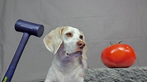 Beagle dog crushes fruit with sledgehammer in silly experiment