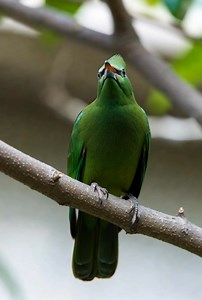 Emerald Wings of Wonder – The Breathtaking Beauty of a Gorgeous Green Bird in the Wild 🕊️🍃 | Amazing Animals