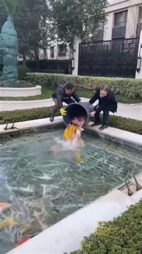 Why Fish Are Released in Japan’s Drains 🐟🇯🇵 #Shorts #Japan