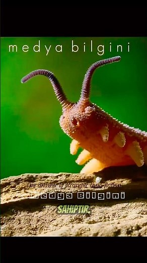 Cockroach Killer “Velvet Worm” #animals