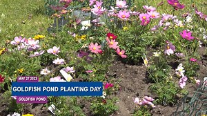 The Goldfish Pond Association held their annual planting day this past Saturday, May 27th, 2023. For over 40 years the GPA has gathered volunteers to help plant new flower beds on the island of Goldfish Pond. They also have a children’s planting day scheduled for June 10th. ____________________________________ The LCTV News is a weekly news program highlighting several big news stories in Lynn, video showcases of organizations and places in Lynn, interviews with movers and shakers within the Lyn