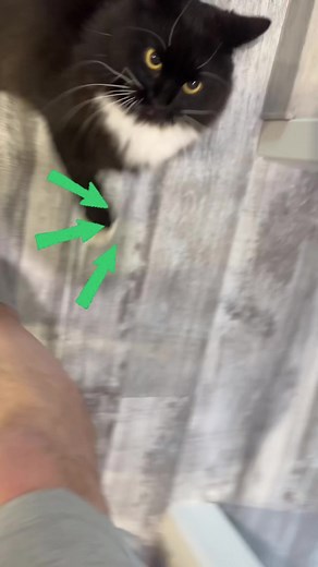 Understanding the Behavior of Grumpy Cats