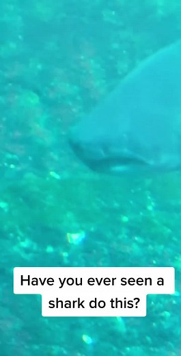#sharkweek #shark #sharktank #sharkbait #jaws #dentist #sea #seaspiracy #fish #fishing #fishtok #fyp #fypシ #fypage #fypdongggggggg #fypシ゚viral #teeth #scuba