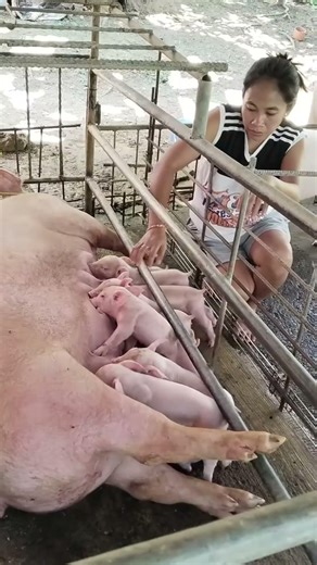 Crazy Pig Running Super Fast! #FastPig #FunnyRun #ViralClip