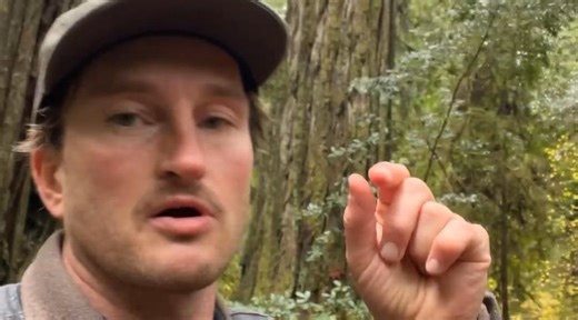 Coast Redwoods acting as Ecosystem Engineers