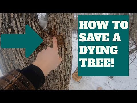 How To Save A Dying Tree!