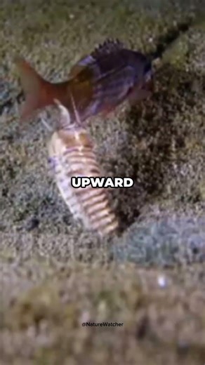 The Sea Monster That Hides in the Sand 🪱🌊