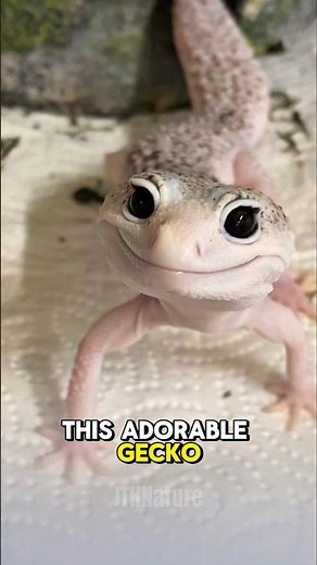 Why Do Geckos Look Like They’re Smiling? 🦎😊