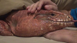 3.9K views · 128 reactions | Tell me this isn't the world's most adorable lizard... I dare you =p | MacGyver the Lizard | Facebook