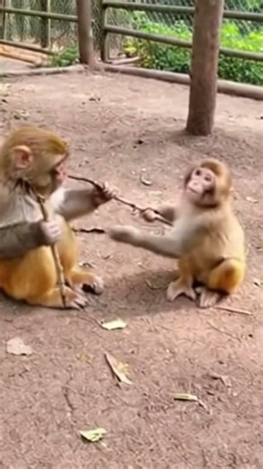 They Picked Up Sticks… And Started TRAINING 😳🐒⚔️