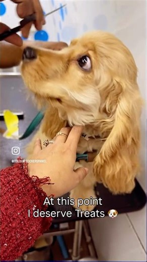 Cocker Spaniel First Grooming #petfestival #petfed #sharktankindia #sharktankindiashort