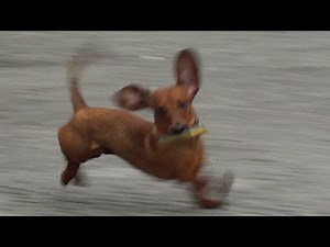 very cute Doxie Dog Dackel !!!