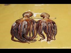 Boom in taste for octopus squeezes market