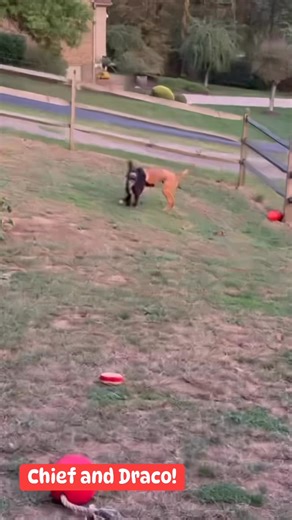 Chief and Draco loving playing together in their foster home. More information on them on the website at bridgetohome84.org | Bridge To Home Animal Rescue