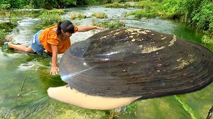 83K views · 1.7K reactions | Giant clams growing in the stream, containing the largest and most beautiful pearls, are fascinating | Xiaohuiya | Facebook