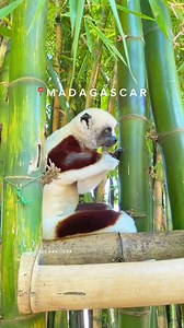 824K views · 26K reactions | Ilay tany niaviako  « Madagascar est un pays d'une richesse naturelle exceptionnelle, avec d'innombrables trésors naturels et culturels ».  Feo gasy #VisitMadagascar #MyMadagascar #travel #tourisme #madagascar | Tikih Ranjisoa | Facebook