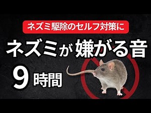 ネズミが嫌がる音。ネズミ駆除の簡単・手軽なセルフ対策