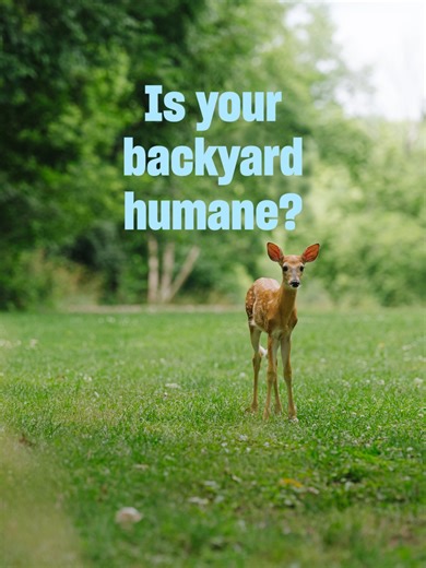A humane backyard is a natural habitat with plenty of food, water and cover. A place where wildlife can live free from pesticides, chemicals, free-roaming pets, inhumane practices and other threats. Discover how to create a safe place for animals. #linkinbio