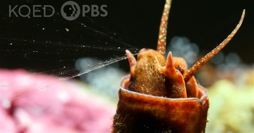 Deep Look:This Snail Goes Fishing With a Net Made of Slime Season 10 Episode 9