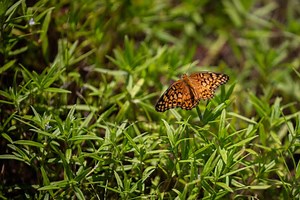 9.2K views · 79 reactions | This Earth Day, let's celebrate the incredible work of environmental scientists. Will and his team are dedicated to preserving our natural resources and protecting threatened species like the monarch butterfly. | Duke Energy | Facebook