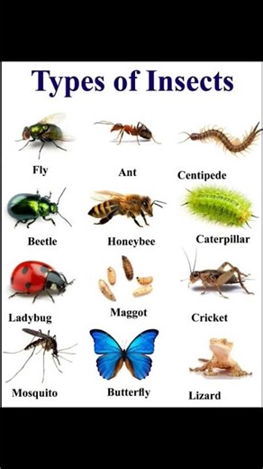 types of insects