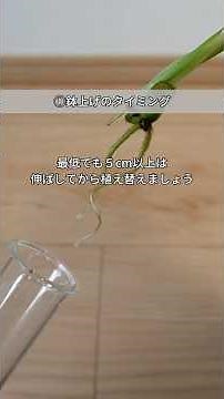 【水耕栽培から土栽培へ】