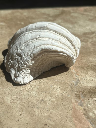 Giant Clam Shell From White Coral Beach in the Indo Pacific 3.9 Inches - Etsy