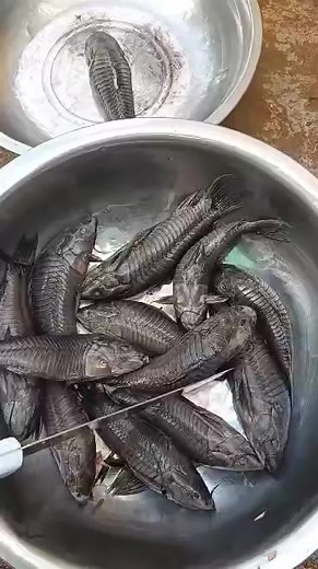 Hassa curry 🍛 😋 🤤 Mommy from Elaine's Family kitchen cooking some fresh yummy fish 🐟 I wish I could eat some #guyanesefood #homecook #soulfood #momcooking #curry #fresh #fish | Monica Foster