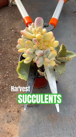 Succulent Harvest Day! ✂️ Collecting Cuttings & Leaves for FREE Plants