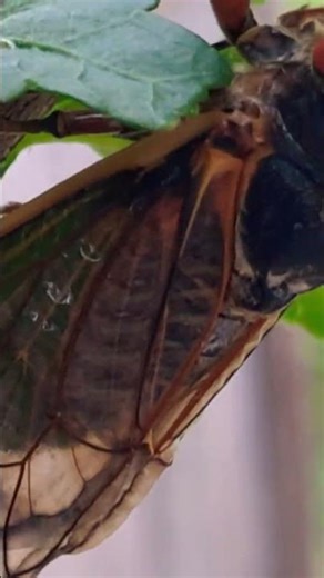Cicada (Periodical) #garden #naturelover #nature