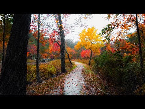 Rainy Autumn Forest Walk 🌧️🍂 - New England (4K) | Binaural Audio (Rain Sounds for Sleep & Study)