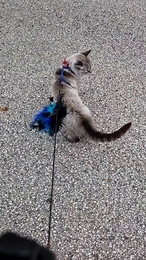 So Buck... he has been with Cali Cats Rescue and me for 4 months now. Adopted once and returned... why you ask? Well he has some quirks which him and I have worked through. However its definitely off putting to all his potential adopters... this boy has had atleast 5 meets and every single time, I leave to give them time with him and let them discuss privately but within 20 minutes they all have asked for a band aid! He either swats them or bites them. Overstimulated; yes Dominating; likely Play