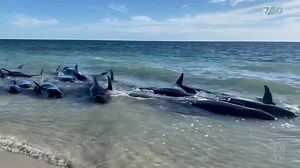 19K views · 121 reactions | Scientists still don't know why some pods of pilot whales come to shore and beach themselves. But there's hope last week's mass stranding in Western Australia could help solve the mystery. 7.30 – Stream now on ABC iview: https://ab.co/StreamABCiview | 7.30 | Facebook