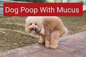 Dog Poop With Mucus | Causes | Symptoms and Treatment