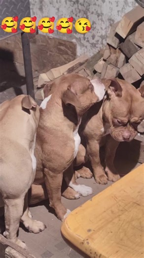 American bully pocket, pocket extreme, standard kochane pieski pozdrawiamy serdecznie i zapraszamy do oglądania filmów #🥰🥰🥰🥰❤️❤️❤️ #🥰🥰🥰🥰❤️❤️❤️ #😘 #😘