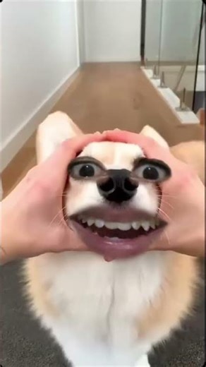 #puppy #corgi #cutedog #pets #funny #pet #shibalovers #dog #petvideos #corgicrew