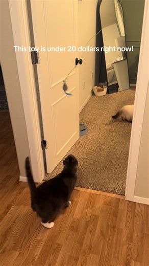 Simply hang it up and let them play! #interactivecattoy #cattoy #cutecat #kitten