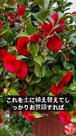 枝一本で椿が増える!?簡単挿し木テクニック🌱