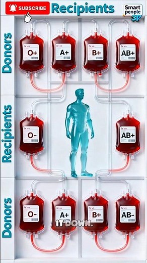 Blood Type Compatibility Explained: Donors and Recipients