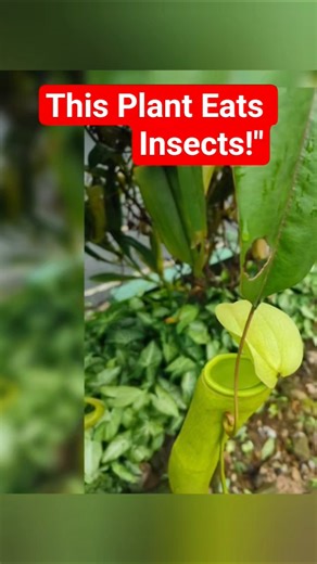 Insect-Eating Plants