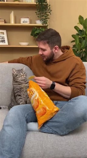 #ии #котик #любов