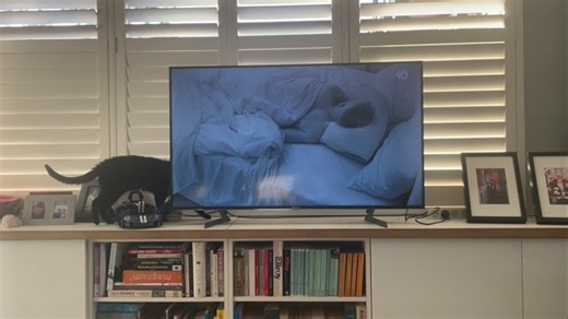 VeloCity FotoGraphy on Instagram: "Where is the snoring man? Ruby the cat looks for the sounds coming from the Big Brother 2025 Livestream on #10streaming #bb2025 #bombaycat #feline #cat #blackcat #snoring #BB2025"