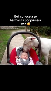 Lo que hace el bull cuando ve al bebé por primera vez 😳 #bullterrier #fypシ | Bull Terrier (Oficial Fans)