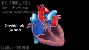 Cardiac Conduction System and Understanding ECG, Animation. on Make a GIF