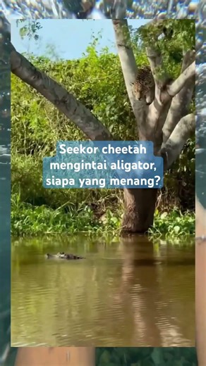 Cheetah vs aligator siapakah yang menang?