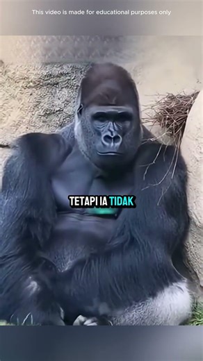 Thirsty Robin Fell Into Gorilla Cage 😱🦍 #shorts