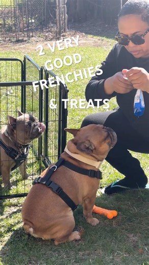 TWO VERY GOOD FRENCHIES GETTING DOGGIE TREATS FRENCH BULLDOG DOG TRAINING #frenchbulldog #frenchies